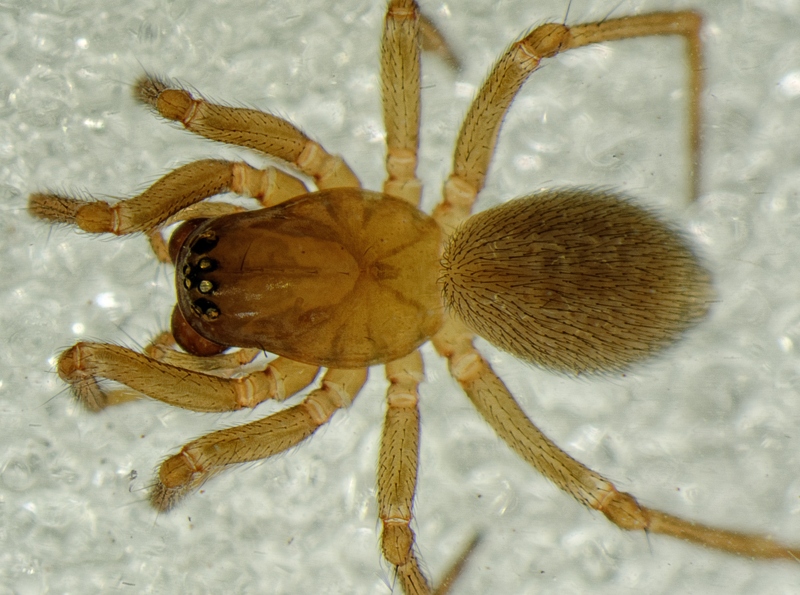 Datei:Hilaira excisa 190914-714 dorsal.jpg
