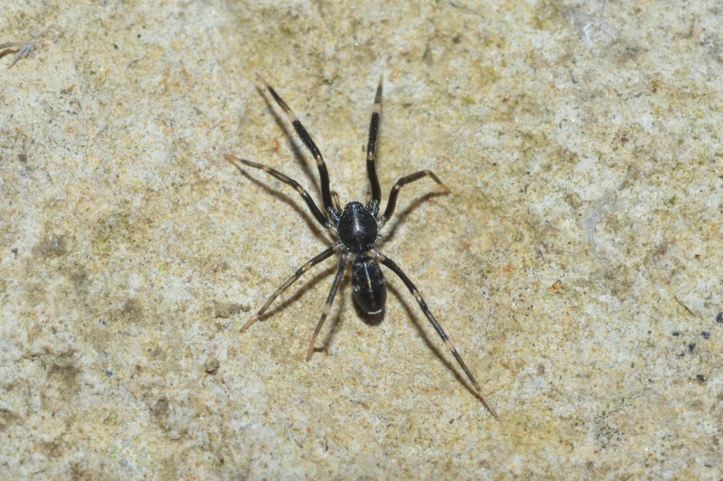 Datei:Liophrurillus flavitarsis (2) Canu S..jpg