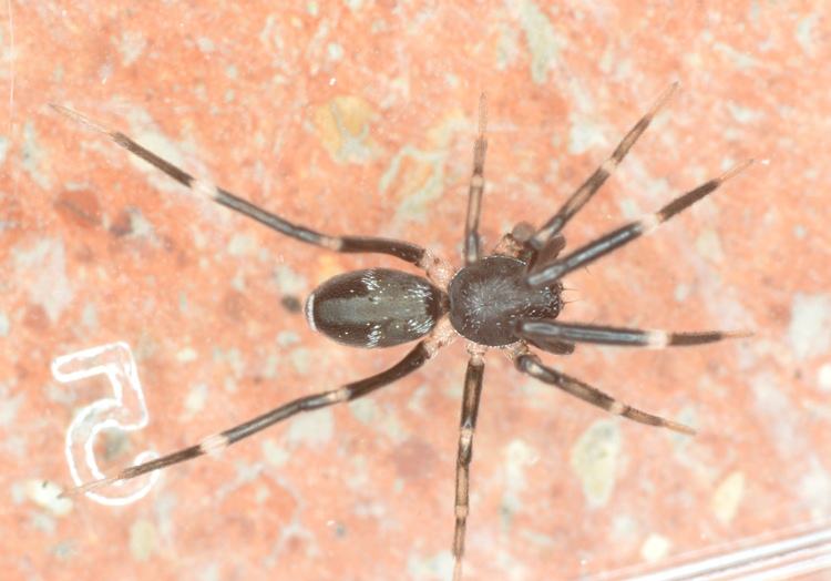 Datei:Liophrurillus flavitarsis 3mm Florenz inHaus GAckermann DSC 0568.jpg