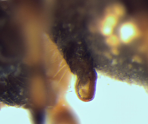 Datei:Nemoscolus laurae w epigyne la 5,63mm fuerteVentura POger.jpg