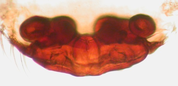 Datei:Walckenaeria cucullata vulva1 vent 2mm Fichtenurwald Totenasen AFjellberg.jpg
