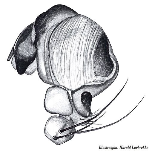 Datei:Araniella displicata palp side HLovbrekke.jpg