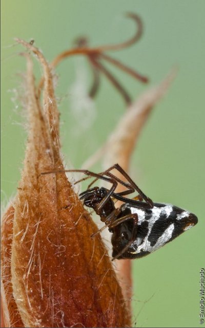 Argyrodes argyrodes fem.jpg