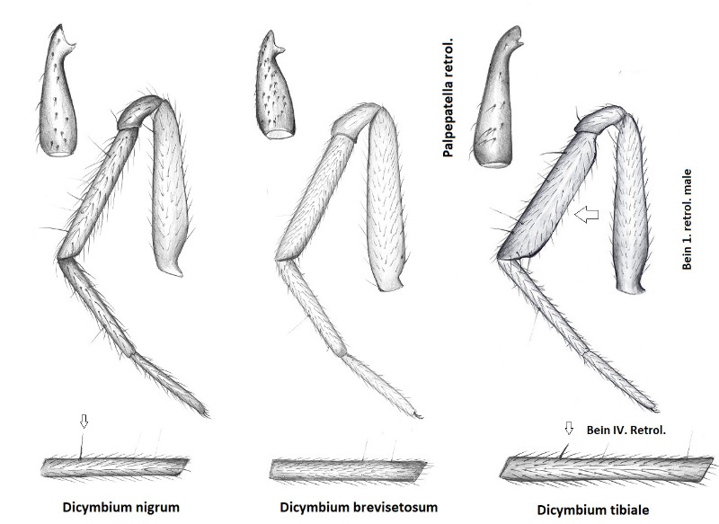 Unterscheidung nach Tibia