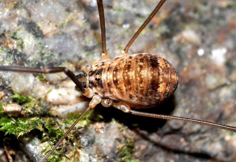 Datei:Nelima gothica, female, France, Lamanere Schoenhofer.jpg