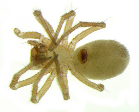 Datei:Centromerus leruthi w ve 1,39mm Bodenfalle ReserveDeSclaigneaux FR 19Mai12 POger.jpg