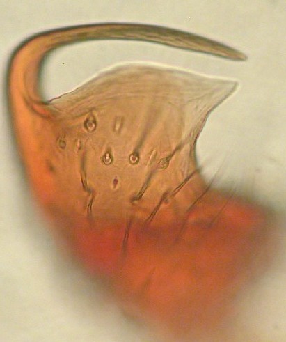 Datei:Erigonella ignobilis m Paracymbium Mågerø Tjøme Strand 17.10.2010 AFjellberg.jpg