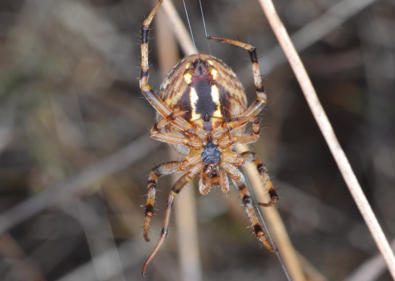 Datei:Neoscona byzanthina (3) Canu S..jpg