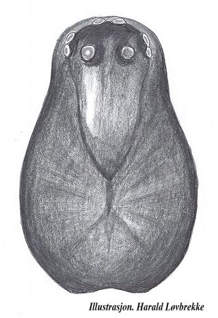 Datei:Neriene clathrata female prosoma HLovbrekke.jpg