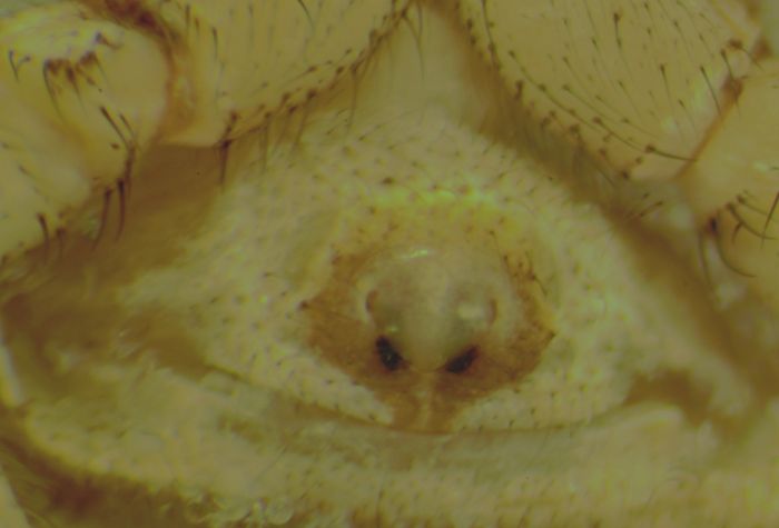 Datei:Xysticus Epigyne A G3 kl.jpg