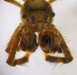 Datei:Hyptiotes paradoxus Deggendorf 3-4mm m frontal.png