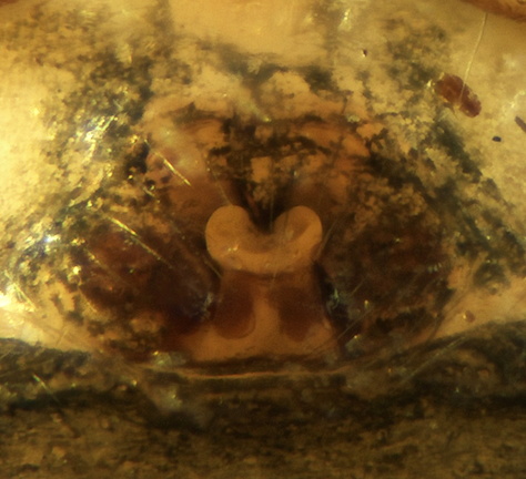 Datei:Micrargus laudatus w epi 1,69mm Heide Betpouey FR 11Sept12 POger.jpg