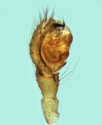 Datei:Oedothorax paludigena m pp3 1,77mm Salzwiese Gruissan FR 17Apr14 POger.jpg