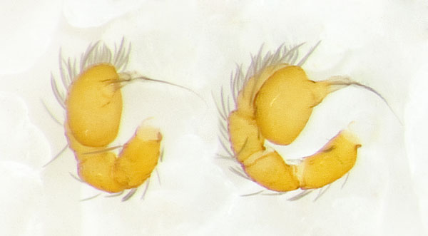 Datei:Oonopinus-angustatus Sardinien-Bosa 13-04 04-Ped.jpg