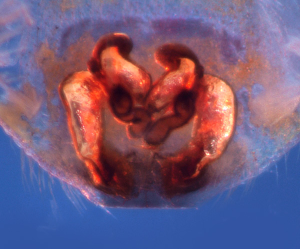 Datei:P1017144 Clubiona lutescens 1 vulva 600 GHMorka.jpg