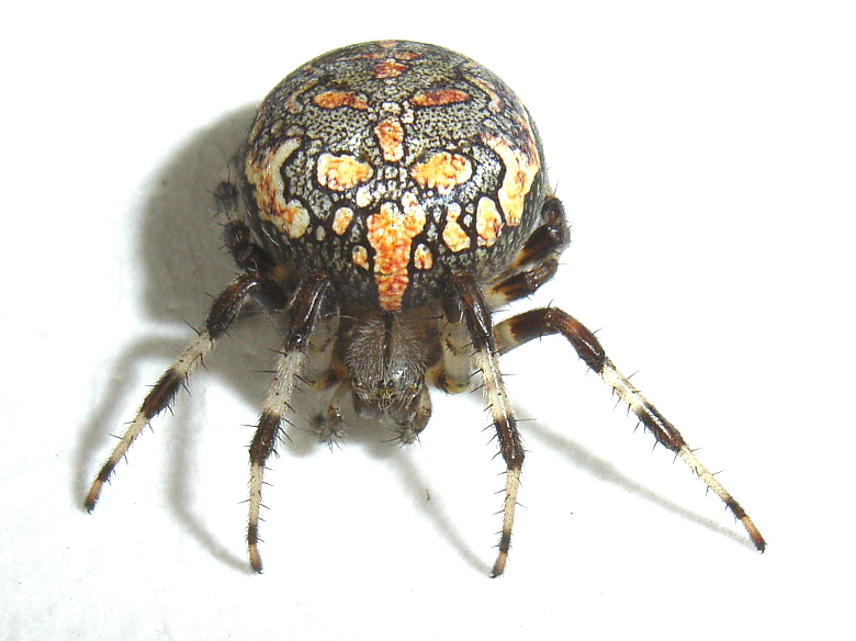 Datei:200905 Neukirch-NeukH RadnSp-Aran marm (R. Bülte).jpg