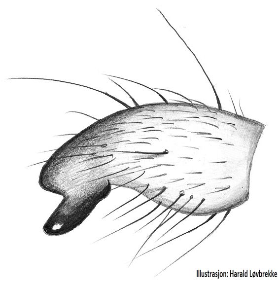 Datei:Clubiona phragmitis tibialapophysis retrolateral HLovbrekke.jpg