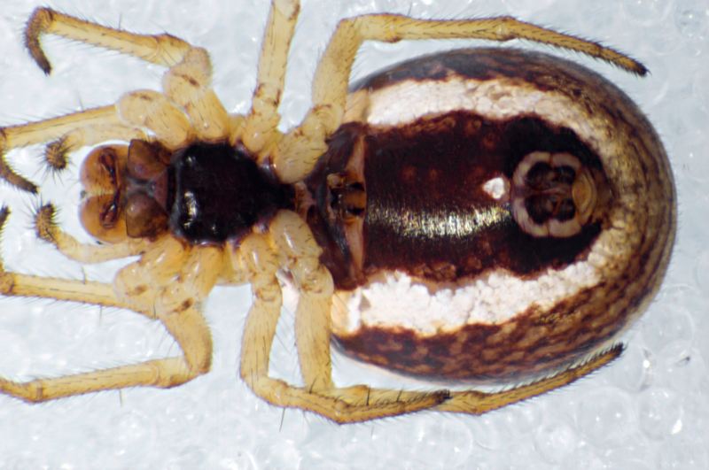 Datei:Hypsosinga albovittata f (11.06.11-494-4) ventral-800.jpg