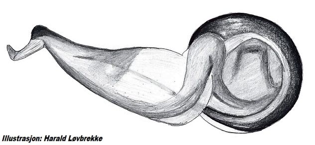 Datei:Tetragnatha obtusa embolus HLovbrekke.jpg