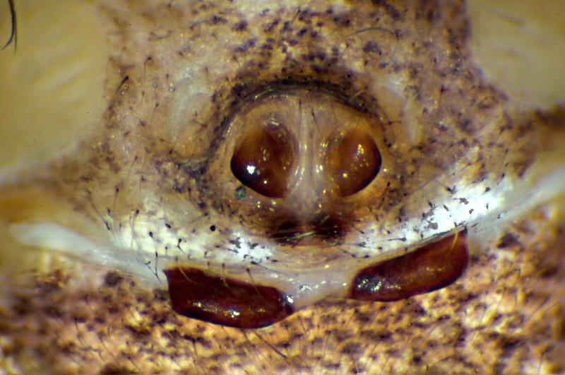 Datei:Xysticus lanio 26.06.11-480-1 epigyne.jpg