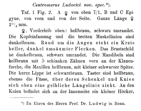 Datei:BoesenbergLudoviciText1.jpg