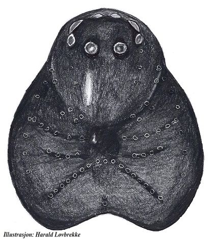 Datei:Pelecopsis paralella female prosoma HLovbrekke.jpg