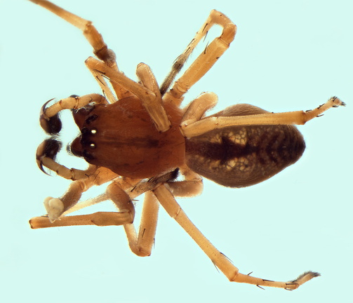 Datei:Cheiracanthium pennatum m do 6,45mm LaCiotat-IleVerte France 01Jun12 POger.jpg