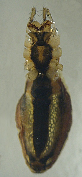 Datei:Tetragnatha extensa w ve 6mm Wiese Innauen WOertel.jpg