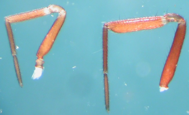 Datei:D nigrum (left) D tibiale (right) AFjellberg.jpg