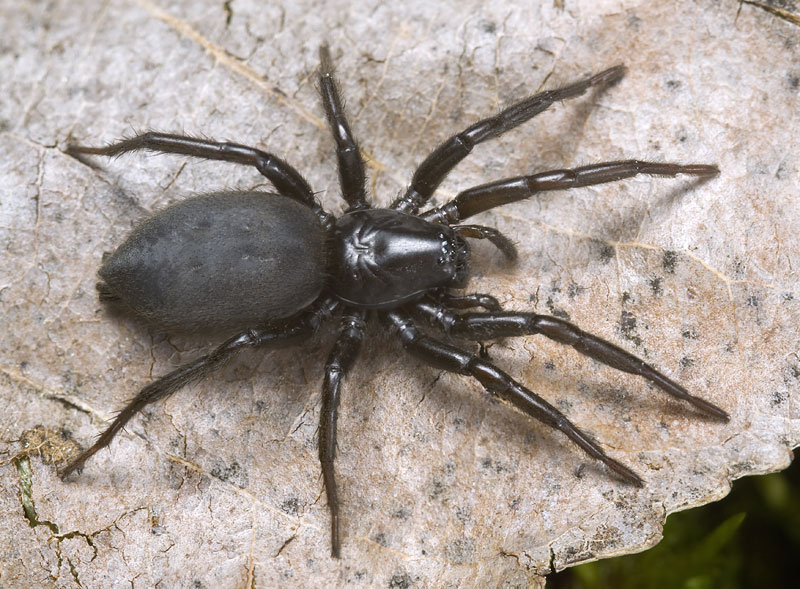 Datei:Gnaphosa-montana Schierke-4230 11-05 01.jpg