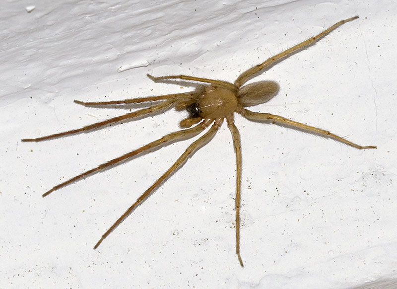 Datei:Segestria-croatica Ursula-Goenner Hvar-IvanDolac 14-06 02-male.jpg