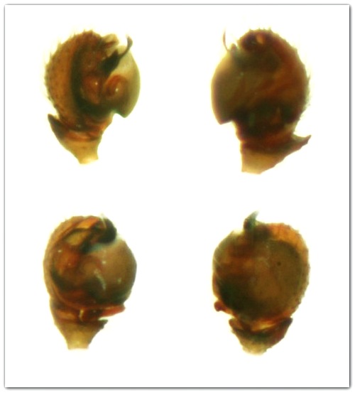 Datei:Tapinocyba pallens m palps 1,7mm MFarlund.jpg