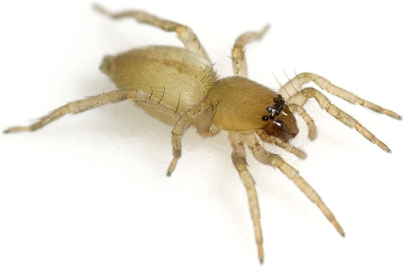 Datei:Diversa Koetsch 08-10 02.jpg