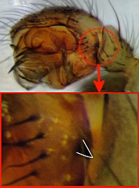 Tenuiphantes zimmermanni 06062014 NSG Wakenitz Pedipalpus Merkmal.jpg