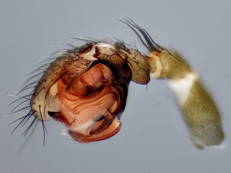 Datei:Microneta viaria LP-2016-10-01 SH-Hasenmoor.jpg