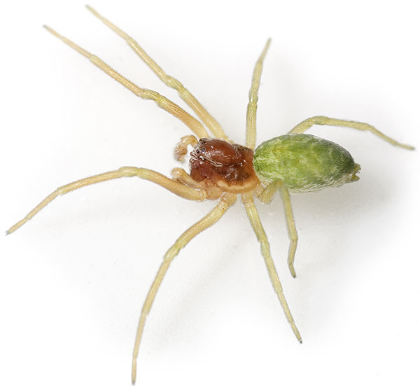 Datei:Walckenaeri Weimar 07-09 02.jpg