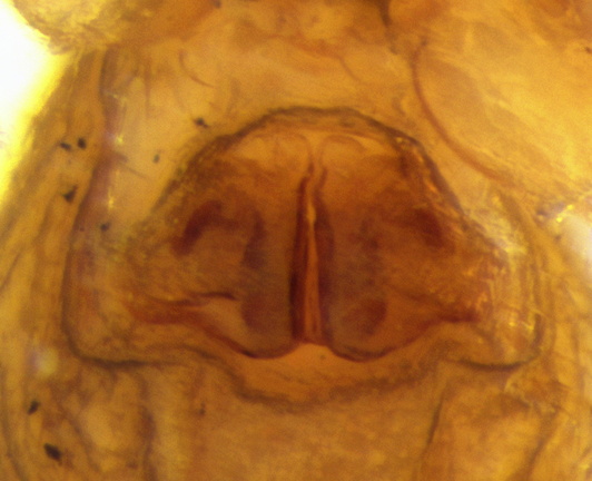 Datei:Araeoncus vaporariorum w epi 1,77mm FR POger.jpg