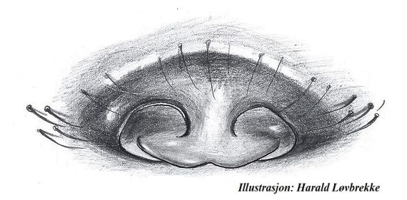 Datei:Entelecara erythropus epigyn ve HLovbrekke.jpg