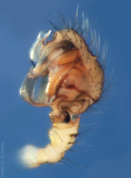 Datei:Helophora insignis palp Granvika Rendalen 11.08.2010 GHMorka.jpg