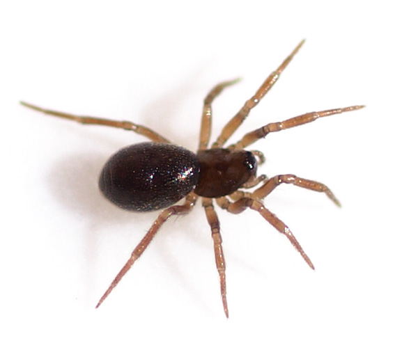 Datei:Trichopterna cito w 1,3mm anWasser GHMorka.jpg