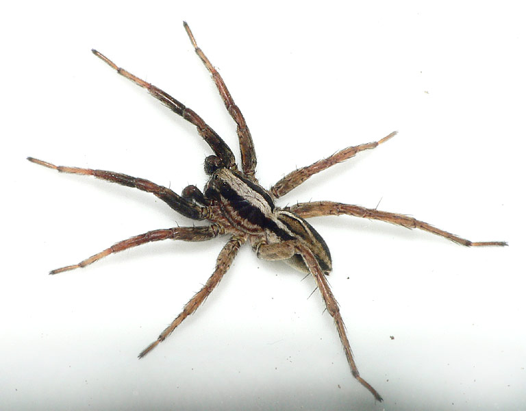 Datei:Alopecosa trabalis 13 1024.jpg