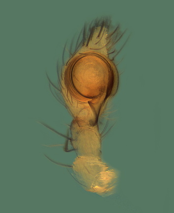 Datei:Lathys narbonensis m pp3 1,56mm Frankreich POger.jpg