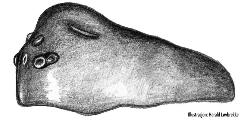 Datei:Typhochrestus digitatus male lateral HLovbrekke.jpg