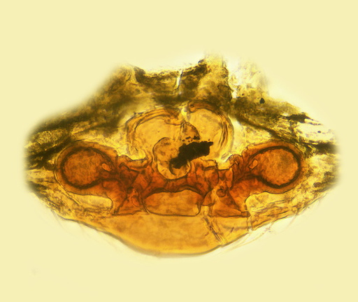 Datei:Karita paludosa w vul 1,66mm Coll RBosman 4Mai1982 Denderbelle Belgien POger.jpg