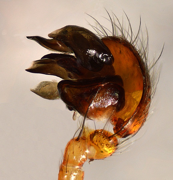 Datei:Singa nitidula m li pp ca5mm Burgenland WOertel.jpg