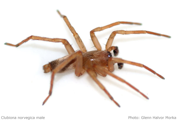 Datei:Clubiona norvegica male 600 px GHMorka.jpg