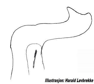 Datei:Tetragnatha nigrita conductor retrolateral aussen HLovbrekke.jpg