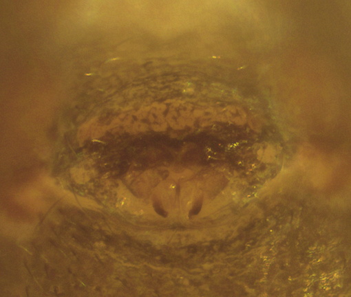 Datei:Alioranus pauper w epi 1,66mm Flussufer Villefalse frankreich POger.jpg