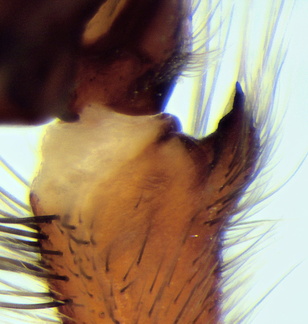 Datei:Eratigena inermis m tibialapophyse2 13,9mm Artigues Montbrun Bovage 12Feb12 France POger.jpg