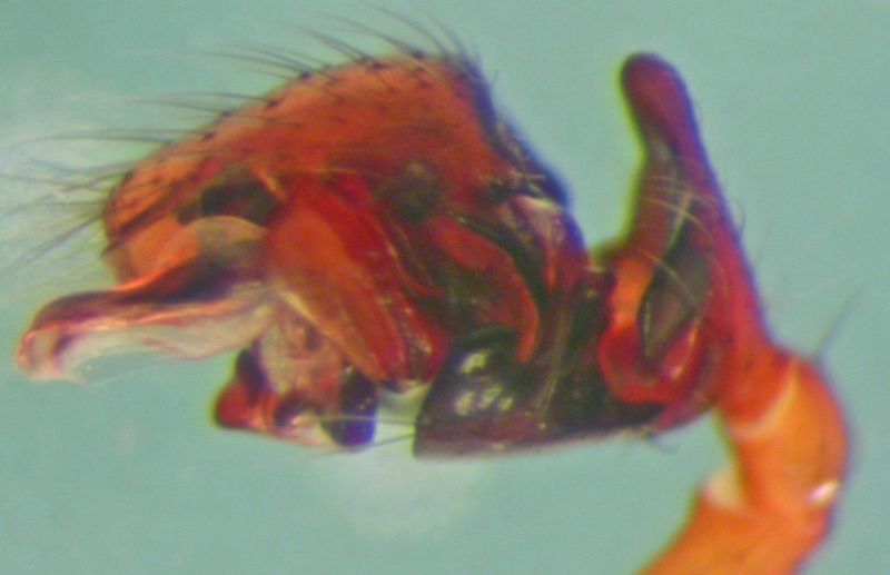 Datei:Tibioploides arcuatus hann pp Røafallene Engerdal amWasserfall ausMoos 7.6.12 AFjellberg.jpg